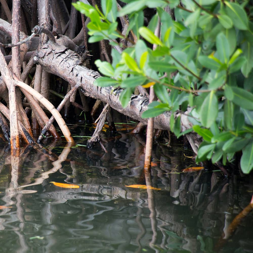 florida-guidebook-com-2Bdln1-BtUA-unsplash Mangroves