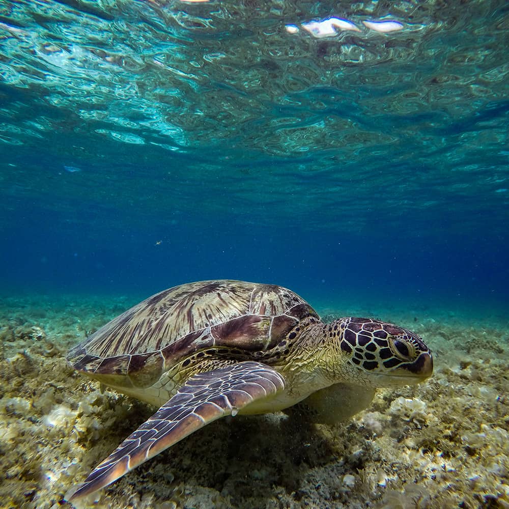 hitoshi-namura-IRzfQm79qxQ-unsplash Sea turtle