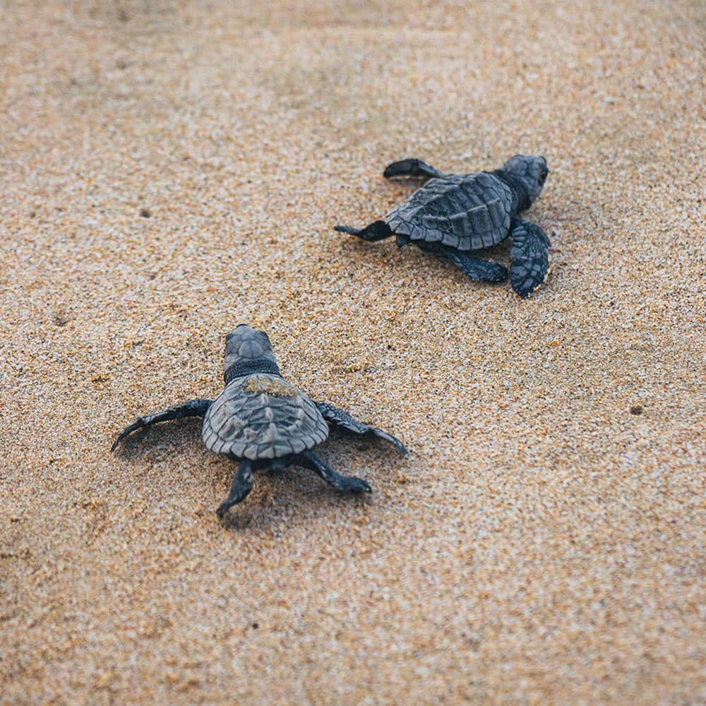 josue-soto-v9zljzMw0S8-unsplash Sea turtle hatchlings