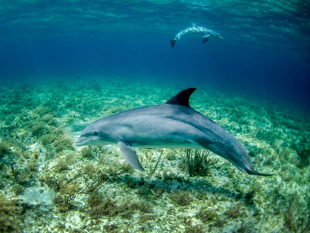 noaa-NsvzdXtvyio-unsplash Dolphin