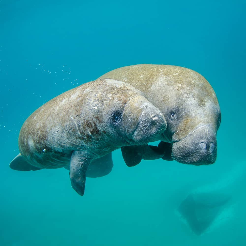 noaa-udSP7GCxw3w-unsplash Manatees